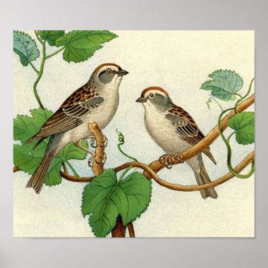 Klassieke zoölogische Etching - Sparrows Poster (Voorkant)