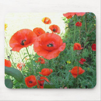Klatschmohn Muismat