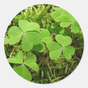 Klaver patch - stickers