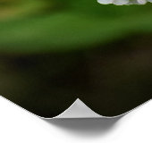 klaver, poster (Hoek)