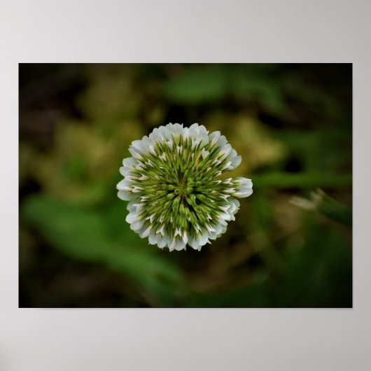 klaver, poster (Voorkant)