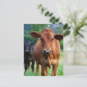 Klein beslag van drie koeien briefkaart (Staand voorkant)