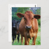 Klein beslag van drie koeien briefkaart (Voorkant / Achterkant)