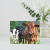 Klein beslag van drie koeien briefkaart (Staand voorkant)