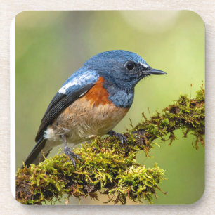 Klein blauw vogeltje bier onderzetter