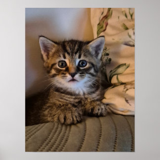 Klein katje poster