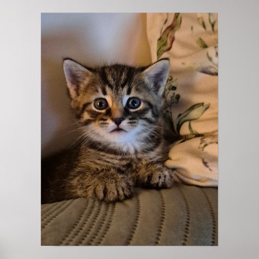 Klein katje poster (Voorkant)