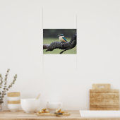 Klein Kookaburra Vogel Poster (Keuken)