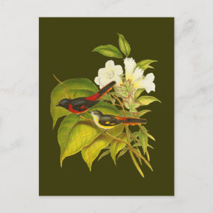 Klein minivet briefkaart