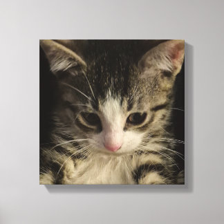 Klein poesje canvas afdruk