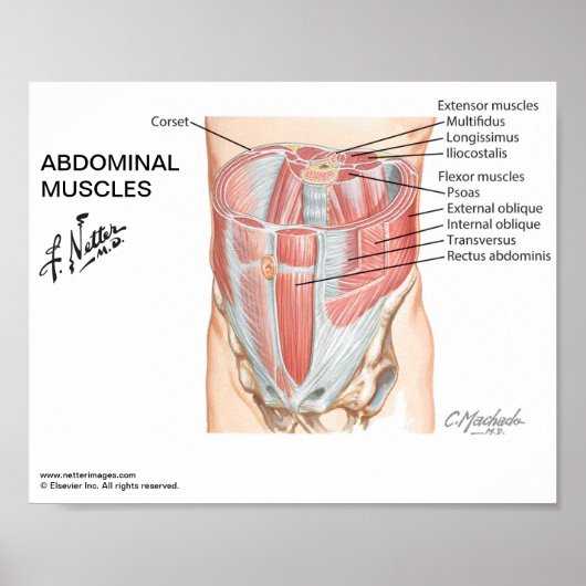 Klein poster - Abdominale spieren van Netter (Voorkant)