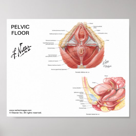 Klein poster - Pelvic Floor Muscles in Netter (Voorkant)