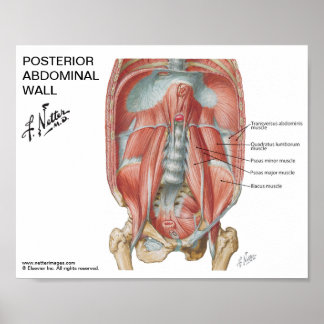 Klein poster - Posterior Abdominale muur van Nette