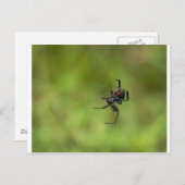 Klein rood en zwart weduwe spin Latrodectus macta Briefkaart (Voorkant / Achterkant)