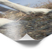 klein schaap, Ovis dalli, ooi en lam Foto Afdruk (Hoek)