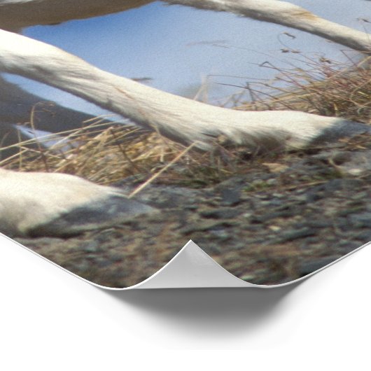 klein schaap, Ovis dalli, ooi en lam Poster (Hoek)