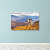 klein schaap, Ovis dalli, ram Canvas Afdruk (Insitu (Houten vloer))