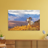 klein schaap, Ovis dalli, ram Canvas Afdruk (Insitu (Woonkamer))