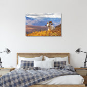 klein schaap, Ovis dalli, ram Canvas Afdruk (Insitu (Slaapkamer))