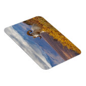 klein schaap, Ovis dalli, ram Magneet (Rechterzijde)