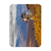 klein schaap, Ovis dalli, ram Magneet (Verticaal)