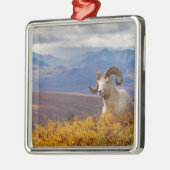 klein schaap, Ovis dalli, ram Metalen Ornament (Links)