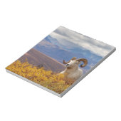 klein schaap, Ovis dalli, ram Notitieblok (Gedraaid)