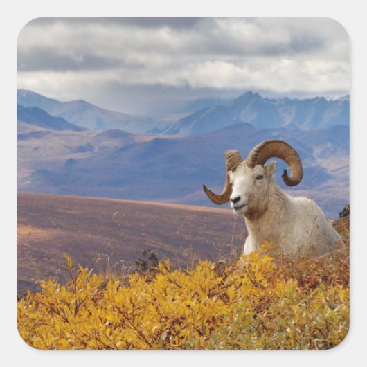 klein schaap, Ovis dalli, ram Vierkante Sticker (Voorkant)