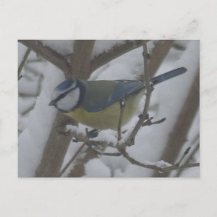 Klein vogeltje dichtbij in sneeuw DIY-ansichtkaart Feestdagenkaart