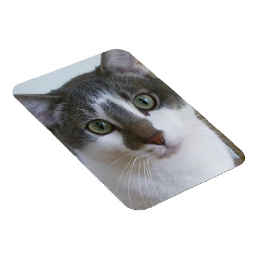 Klein-witte kat magneet (Rechterzijde)