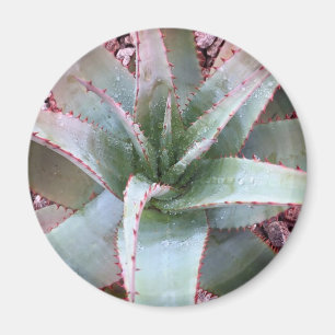 Kleine agave magneet