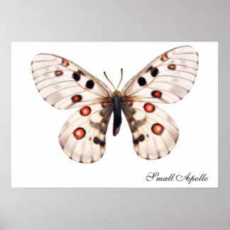 Kleine Apollo Butterfly Poster
