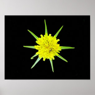Kleine baardige morgenster wilde bloem Poster