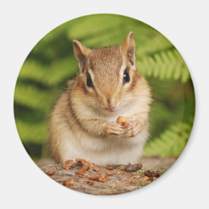 kleine baby chipmunk magneet