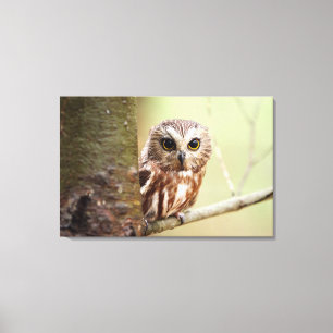 Kleine Baby   Ontarios Canvas Afdruk