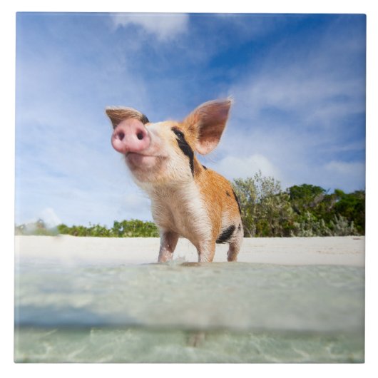 Kleine biggetje tegeltje (Voorkant)