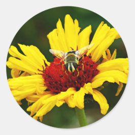 Kleine bijen Resten op Gele Sinaasappel Wilde Bloe Ronde Sticker