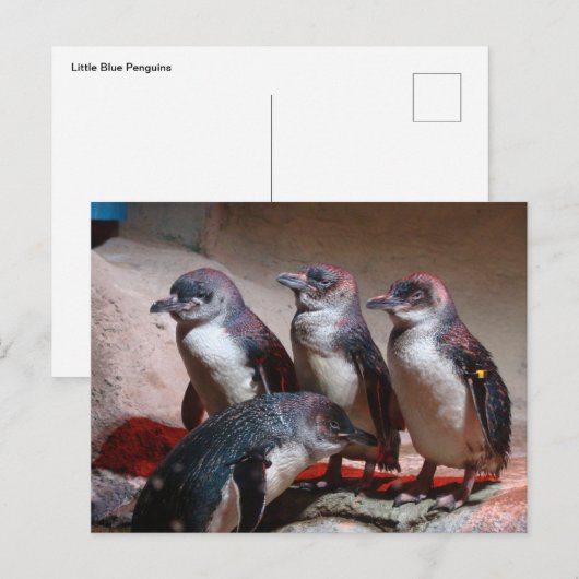 Kleine blauwe pinguïns briefkaart (Voorkant / Achterkant)