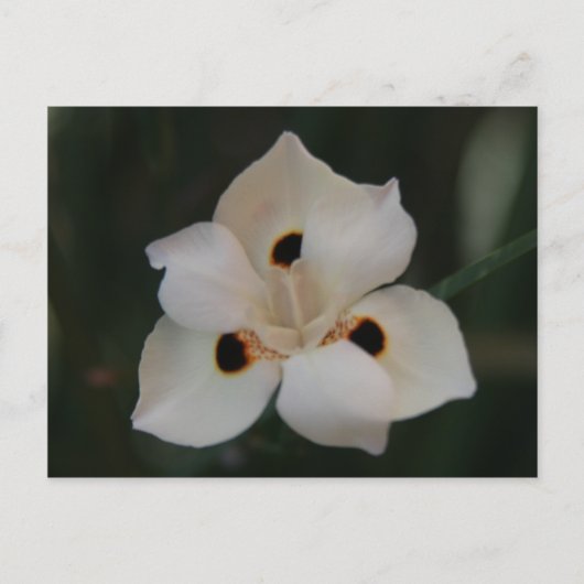 kleine bloem briefkaart (Voorkant)