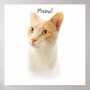 Kleine Blondie Kat Verwonderd Poster