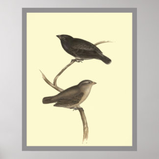 Kleine boomvink poster
