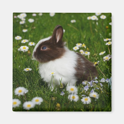 Kleine bruine en witte Bunny in bloemen Magneet (Voorkant)