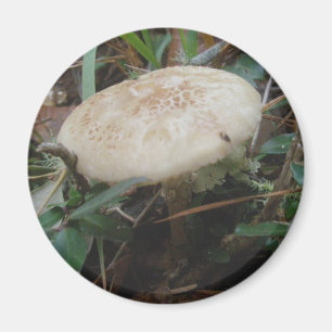 Kleine bruine paddenstoelen OBX Magnet Magneet