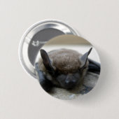 Kleine bruine vleermuis (Myotis lucifugus) Ronde Button 5,7 Cm (Voorkant /achterkant)