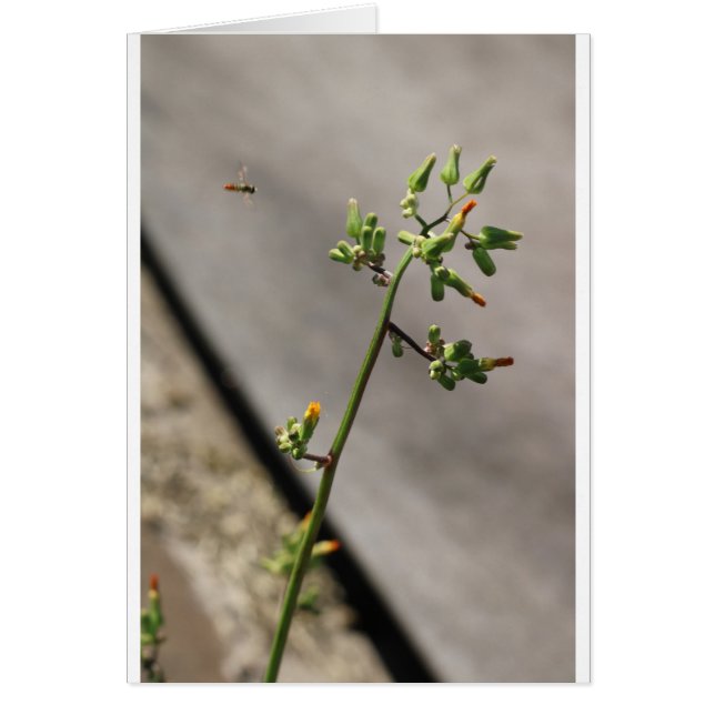 Kleine Bug, kleine bloem (Voorkant)