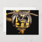 Kleine Carpenter Bee Close-up Briefkaart (Voorkant / Achterkant)