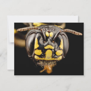 Kleine Carpenter Bee Close-up Briefkaart