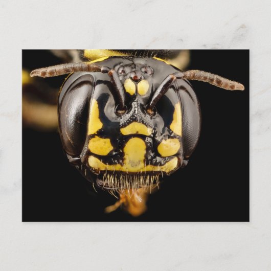 Kleine Carpenter Bee Close-up Briefkaart (Voorkant)