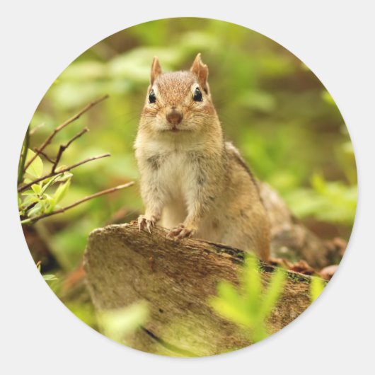 Kleine Chipmunk op de Lookout Ronde Sticker (Voorkant)