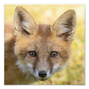 Kleine Cutie Fox Portret Foto Afdruk